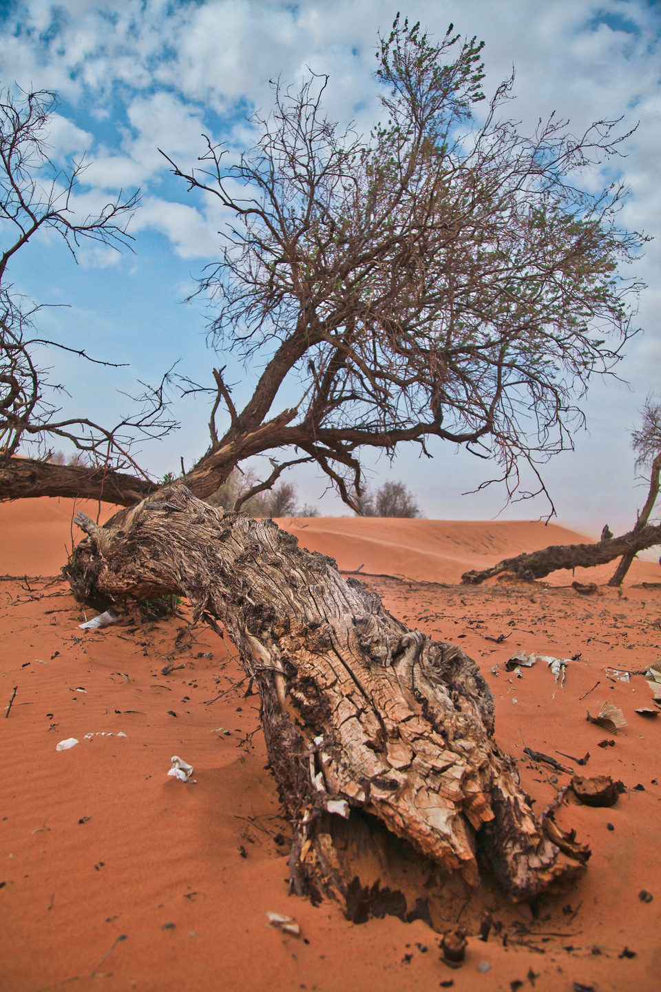 mmexport1746497062547