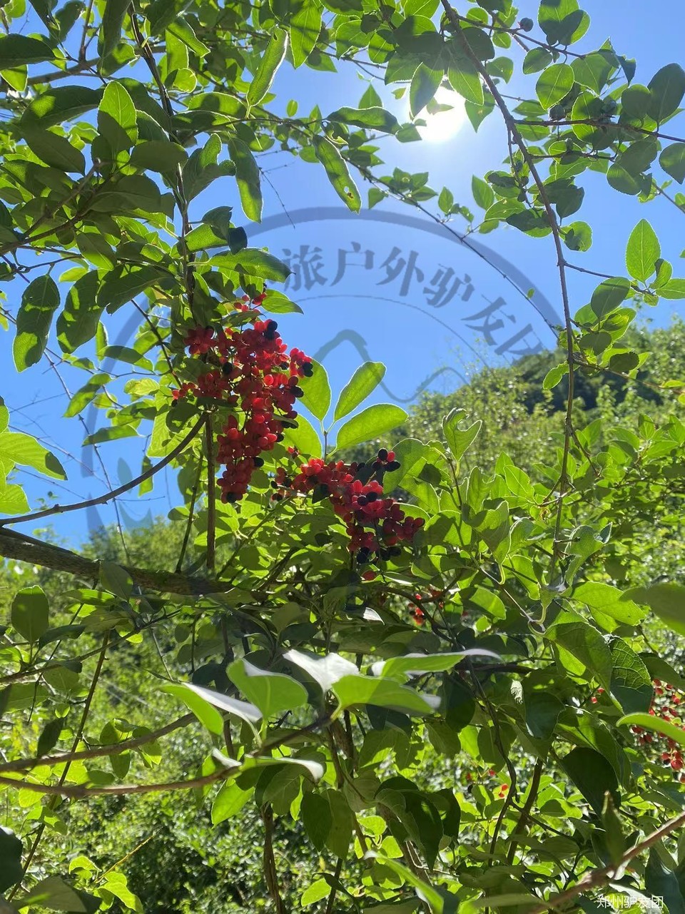 mmexport1751855063403_batch_2_1752629686703