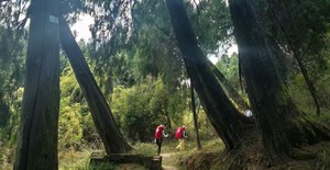 【心旅户外】4月18日-19日（周末）徒步古蜀道、对话翠云廊｜赴一场三千年蜀道徒步之约（可亲子）