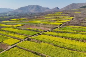 【亲子户外】3月28日（周六）陉山亲子徒步｜邂逅金色油菜花梯田，草甸沐风、山洞探秘；一场花海与勇气的冒险