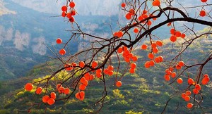 【亲子户外】10月18日（周日）把秋天装进竹篮，把童年还给山野｜徒步香椿沟穿越道宝河，摘柿子