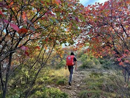 【心旅户外】10月14日（周三）｜秋染山野长寿山｜赴一场中原红叶之约