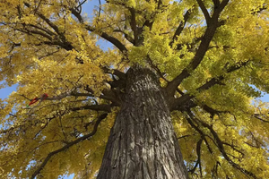 【亲子户外】11月9日（周日）神垕古镇｜玩泥巴、走古街、赏千年银杏、在凤翅山草原奔跑；带一件“举世无双”的瓷器回家