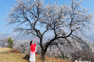 【心旅户外】3月14日（周六）香炉山穿越鸡冠山 邂逅最美杏花村（可亲子）