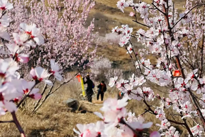 【心旅户外】3月8日（周日） “张北草原、西山谷水、红云草原大穿越”  吃南太行特色咸米饭，赏张北草原桃花盛开