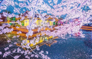 4.1日周三/4.6日 鼋头渚| “樱”你心动，世界三大赏樱地—赏夜樱（特价：199元）