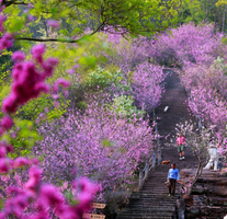 3.28-29【春色天台】桃江十三渚+赤城山紫荆花+紫阳街樱花+天台国清寺