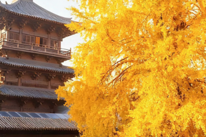 12月13日周六【嘉兴银杏】赏濮院千年古树银杏，“银”为有你·三生有“杏”（199元）