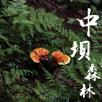 中秋节 9.25【中坝森林+海窝子】漫步中坝童话森林，海窝子古镇烟火气