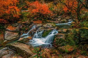 已成团【只有光雾山三日游】10.31-11.2中国红叶第一山，秋日比京都岚山更炫！央妈、国家地理都为它倾倒