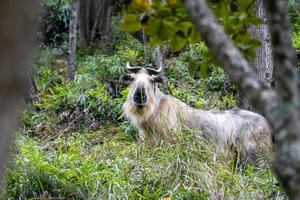 12.20 换大车【独家线路｜唐家河】野生动物偶遇记，国内观兽天花板，含门票+观光车