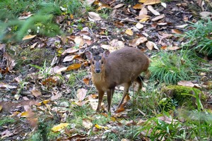 12.20 含门票景交【独家线路｜唐家河】野生动物偶遇记，国内观兽天花板，含门票+观光车
