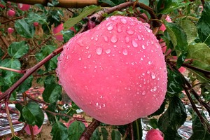 甘肃高原红富士