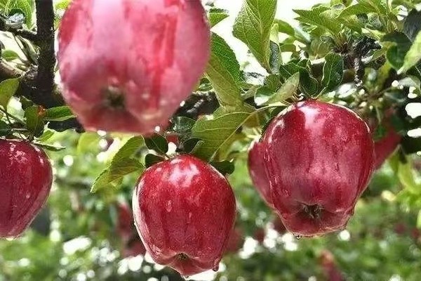 甘肃花牛苹果