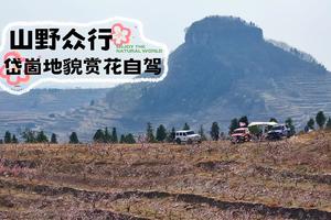 【4.11近郊自驾+野餐】岱崮桃花节，赏万亩花海 + 露营野餐 + 打卡千年将军树，4.11日跟队出发！