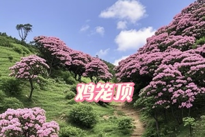 ￥248【徒步•鸡笼顶大草原】4月21日晚上-22日| 登阳春鸡笼顶，打卡广东“阿勒泰”醉美高山草原秘境，赏高山杜鹃花海