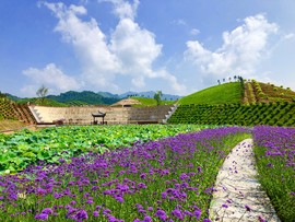 茶乡花海生态文化体验园（刘昭球 摄）