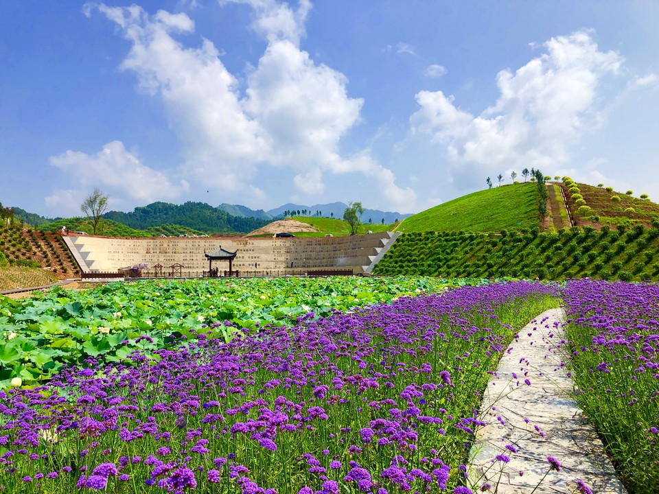 茶乡花海生态文化体验园（刘昭球 摄）