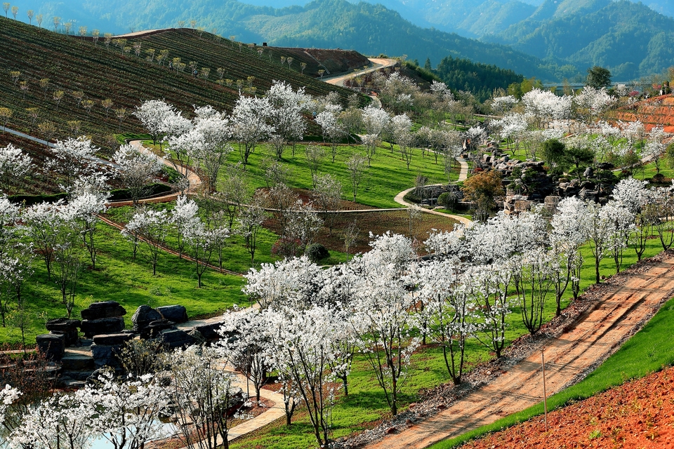茶乡花海生态文化体验园2（戴爱玲 摄）