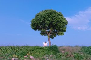 孤独的树