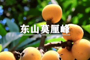 （已成行/宝山线）5月23日：积赞半价！徒步东山莫厘峰，探访陆巷古村，品白玉枇杷