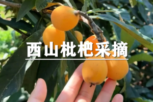 （宝山线）5月30日：早鸟价100元起！枇杷季~苏州西山枇杷采摘（园内畅吃)，徒步西山第一峰-缥缈峰小环线