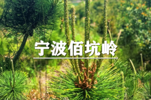 （龙+莘/新线）5月30日：早鸟价110元起！赏花踏春，徒步宁波佰坑岭，幽谷翠影古道寻踪