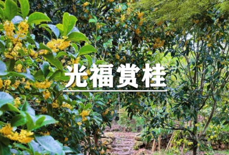 （安重青）10月25日：会员价80元起！季节限定~花漾光福，赴“桂”之约，光福窑上村徒步赏桂小环线