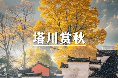  （余位12/龙+莘）10月30-11月1日：会员价280元起！漫步塔川金色稻田-行摄画里宏村-徒步西宏古道-打卡岩屿书舍