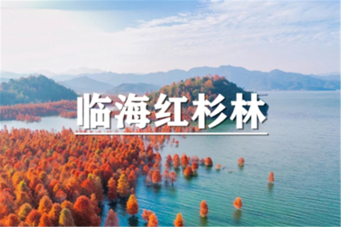 （即将成行/龙+莘）11月21-22日：会员价240元起！季节限定~ 临海红杉林，寻找江南喀纳斯，穿越武坑空中走廊