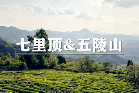（龙+莘）11月6-8日：会员价280元起！走进七里顶茶田、徒步五陵山菊海秘境寻秋，在金龙山追一场日落