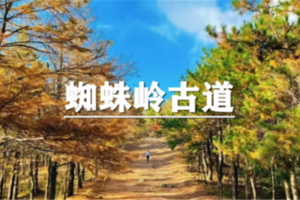 （已成行/龙+莘）10月31日：会员价80元起！季节限定~赏遍地金黄，进入油画世界的赏秋线 -- 蜘蛛岭古道徒步