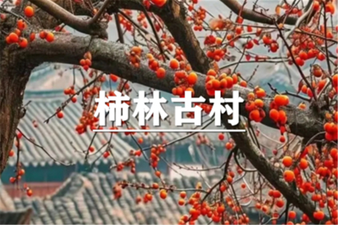 （已成行/龙+莘）10月31日：会员价80元起！兢山村柿子熟了，走柿外桃源寻秋色，柿柿如意