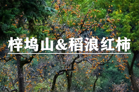 （余位16/安重青）10月24日：会员价80元起！诸记柿多·绍兴氛围赏秋，梓坞山徒步，稻浪红柿交响曲，一起丈量秋天