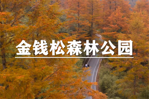 （安重青）11月7日：会员价80元起！徒步金钱松森林公园，看漫山红遍，闯进秋日限定的金色童话