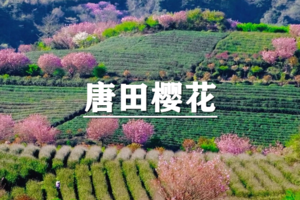 （即将成行/宝山线）4月5日：特惠价130元！多人优惠！春天花事，唐田樱花，徒步栖霞坑古道，看粉色花海