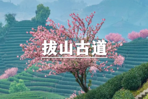 （已成行/龙+莘）4月6日：特惠价130元！多人优惠！茶岚樱梦,春晓拔山，徒步拔山古道，九千亩茶花香