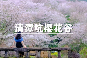 （龙+莘）4月6日：特惠价130元！多人优惠！最佳花期~徒步嵊州清潭坑村樱花谷，探寻隐秘花海
