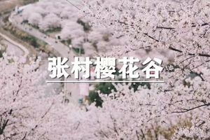 （即将成行/宝山线）4月5日：特惠价120元！多人优惠！季节限定~徒步张村樱花谷环线，上虞最美樱花海