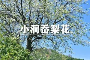 （龙+莘/新线）4月5日：特惠价130元！多人优惠！入云见湖，入湖见山，徒步小洞岙，网红千寻茶嶺梨花树环线