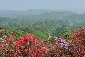 （安重青）4月12日：早鸟价110元起！穿越富阳世外桃源九仰坪，登顶塘峰尖赏绝美紫色映山红！
