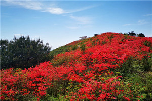 （安重青）4月11日：早鸟价110元起！漫步奉化金峨山，那里漫山杜鹃花悄然盛放