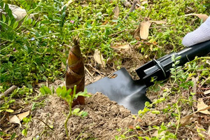 （安重青）4月11日：早鸟价100元起！徒步霞幕山，体验自由挖笋的快乐，享一次竹海挖笋的野趣之旅