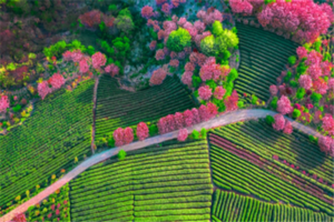 （龙+莘）4月11日：早鸟价110元起！春日限定樱花步道，穿越四明山春色，徒步蟹坑岭古道