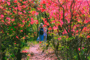 （龙+莘）4月11日：早鸟价110元起！相约广德金龙山徒步， 行摄千亩杜鹃花！