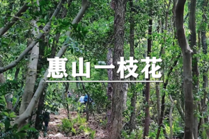 （龙+莘）5月30日：早鸟价100元起！无锡惠山一枝花徒步，揽胜太湖之滨！