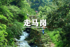 （龙+莘）5月31日：早鸟价110元起！新晋网红线，徒步走马岗，踏入千年香榧林