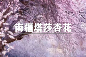 （已成行/多团期）4月4-10日：超多福利！季节限定，绝色新疆-南疆塔莎杏花7日游