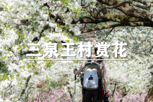 （已成行/世上松）4月6日：特价88元！李花作飞雪，春光惹人醉！打卡小众赏花地-三泉王村茶山李花