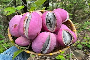 团标峪十二天门丨秋日野果大丰收丨采摘八月炸、猕猴桃等野味